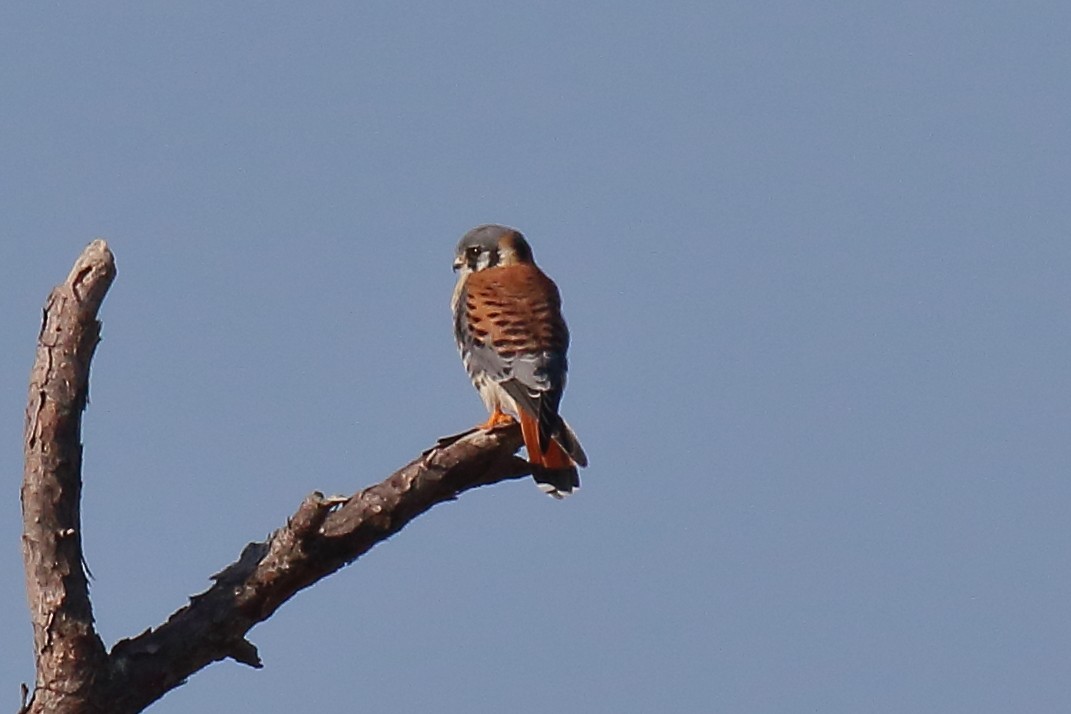 American Kestrel - ML645334401