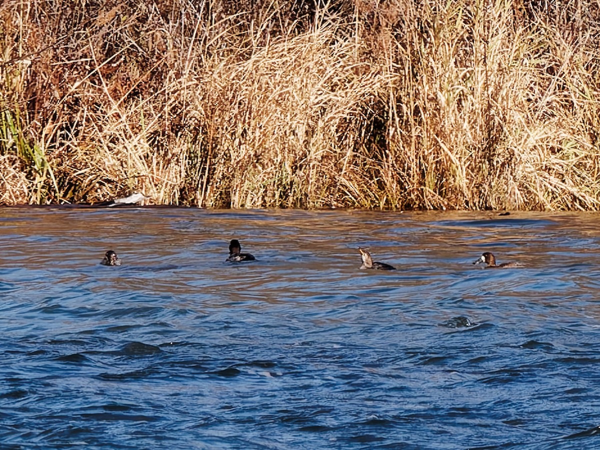 bergand - ML645334406