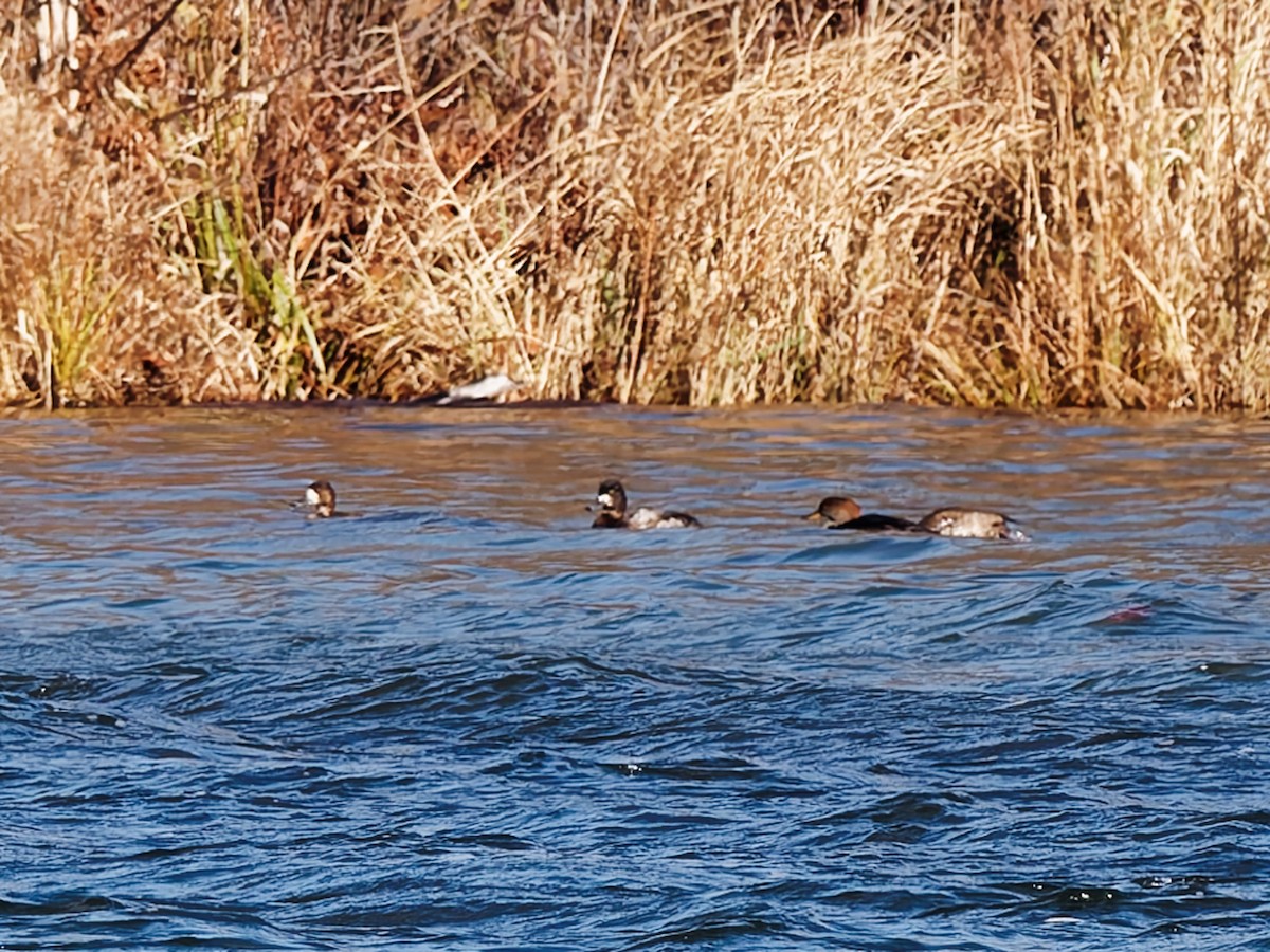 bergand - ML645334407