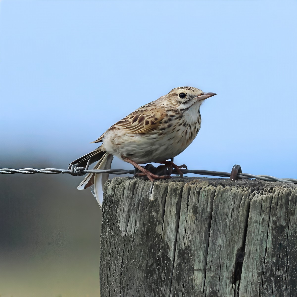 Australian Pipit - ML645334415