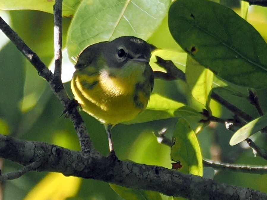 Prairie Warbler - ML645334428