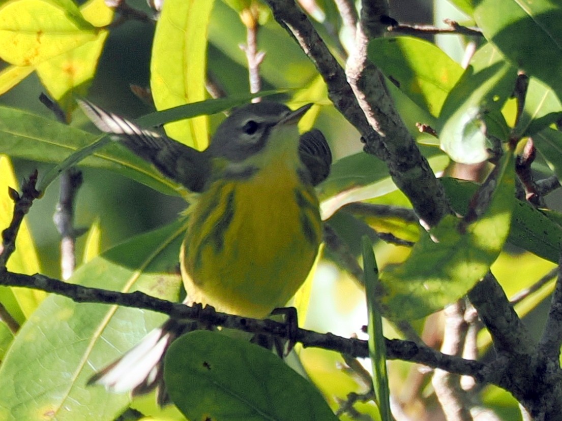 Prairie Warbler - ML645334429