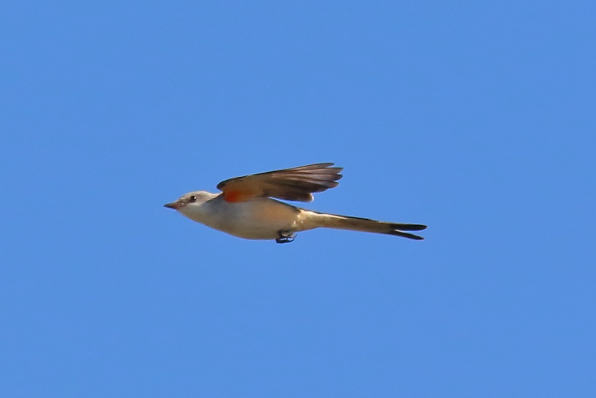 Scissor-tailed Flycatcher - ML645334440