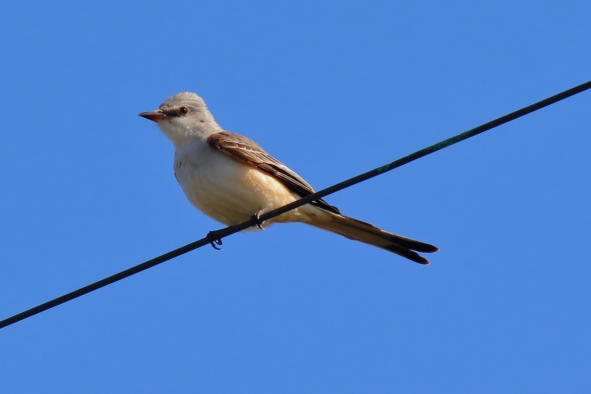 Scissor-tailed Flycatcher - ML645334441