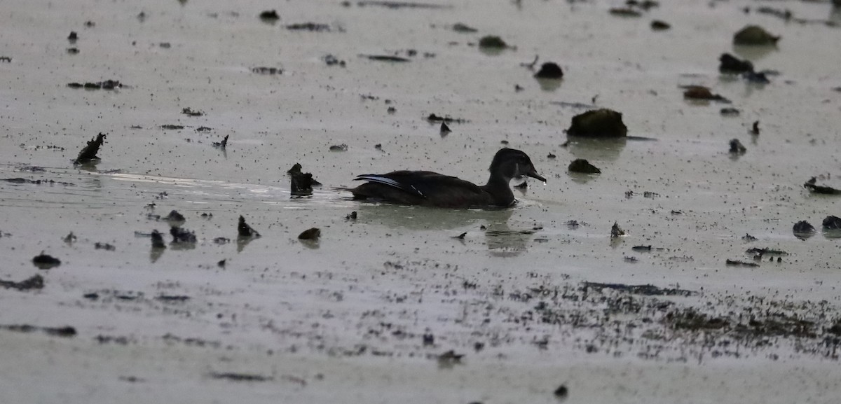 Canard branchu - ML645334442