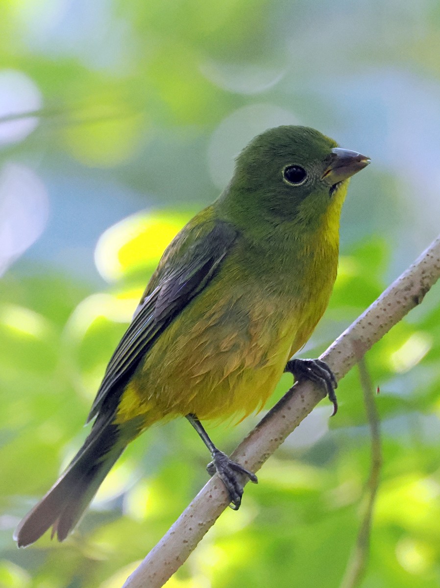 Painted Bunting - ML645334446