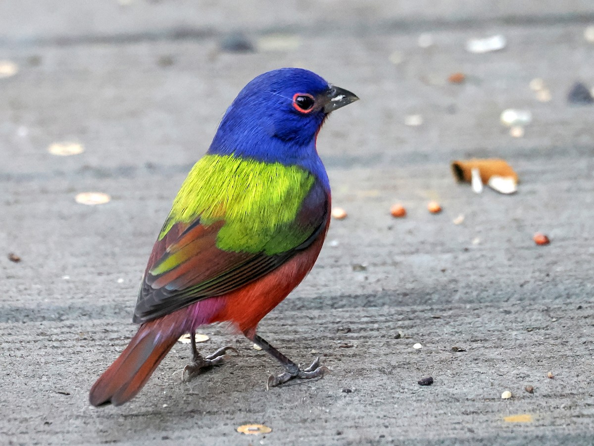 Painted Bunting - ML645334448
