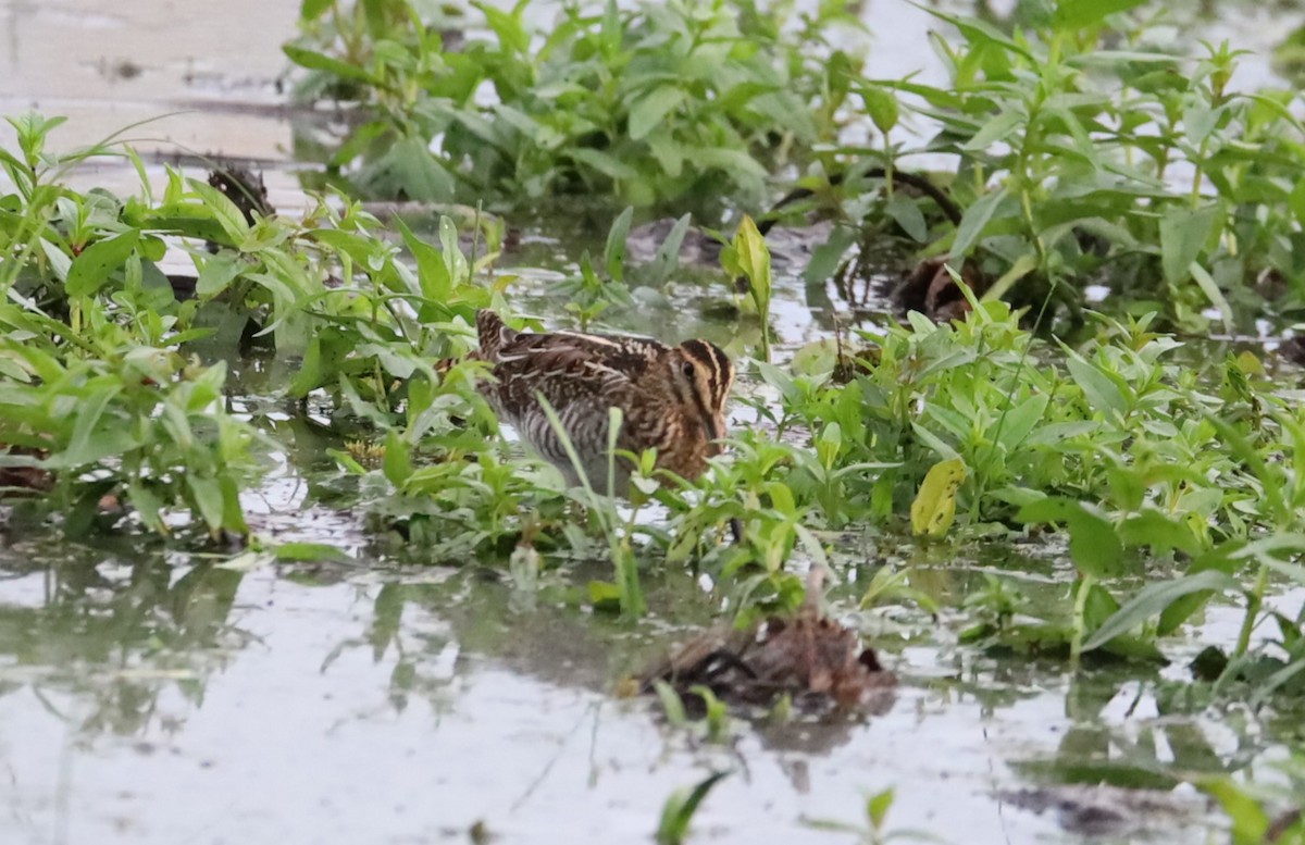 Wilson's Snipe - ML645334453