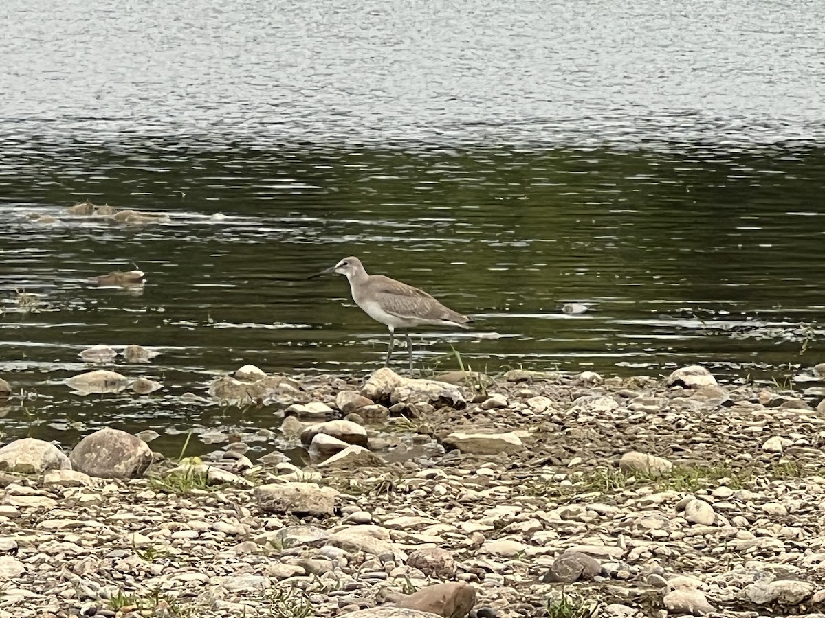 Willet - ML645334465