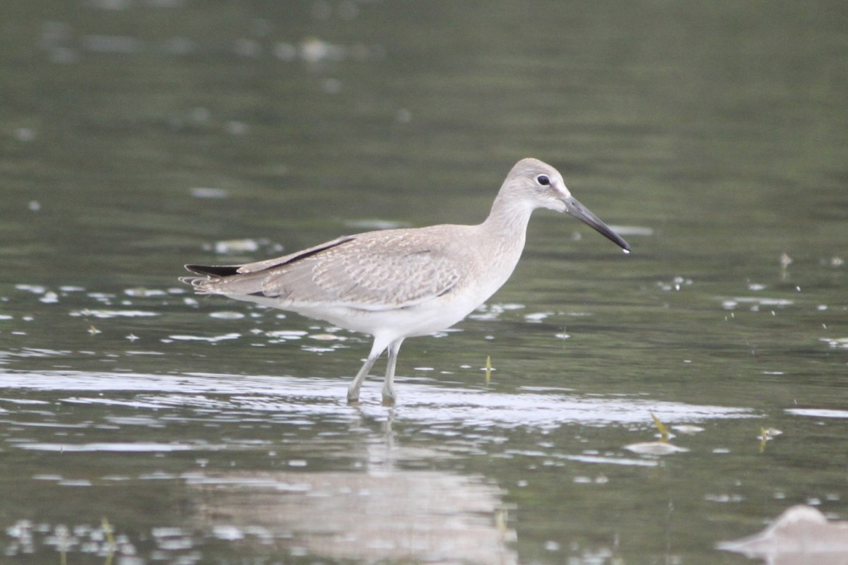 Willet - ML645334466