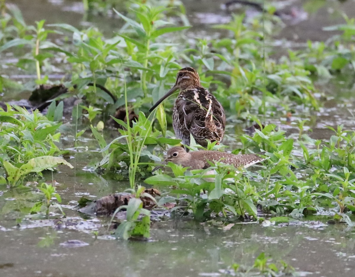 Einsiedelwasserläufer - ML645334472