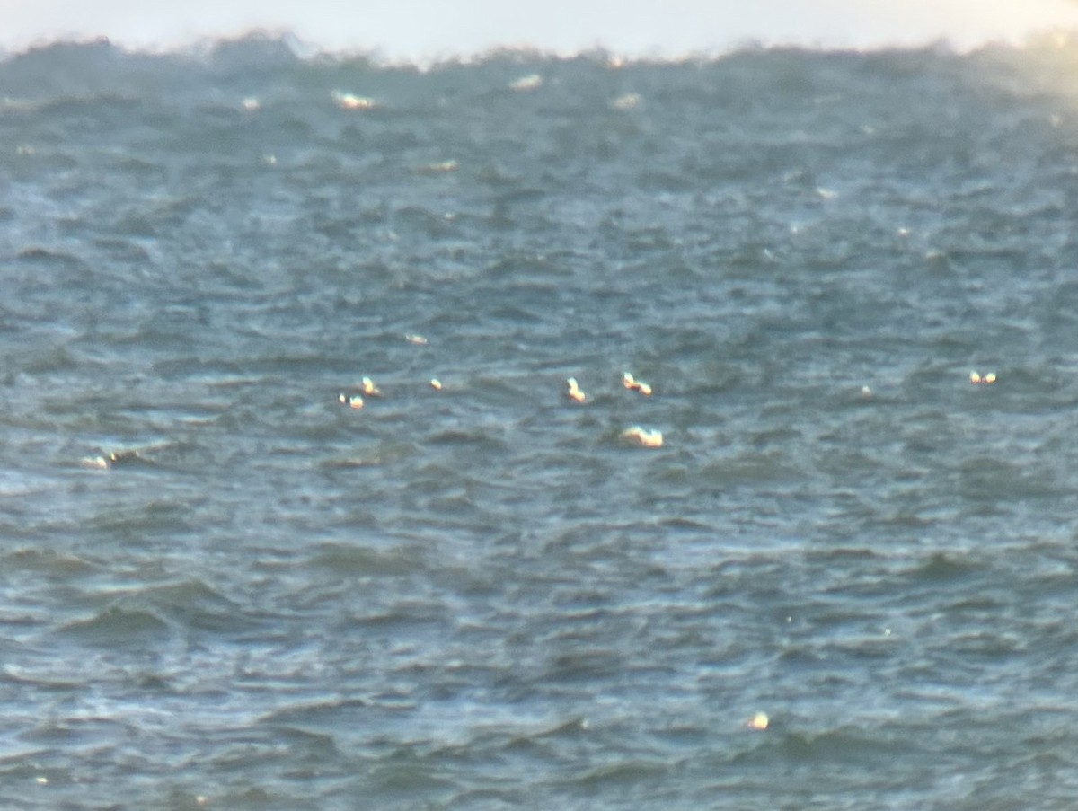 Long-tailed Duck - ML645334476