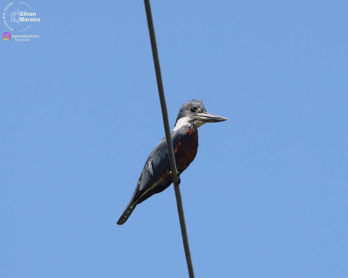 Ringed Kingfisher - ML645334480