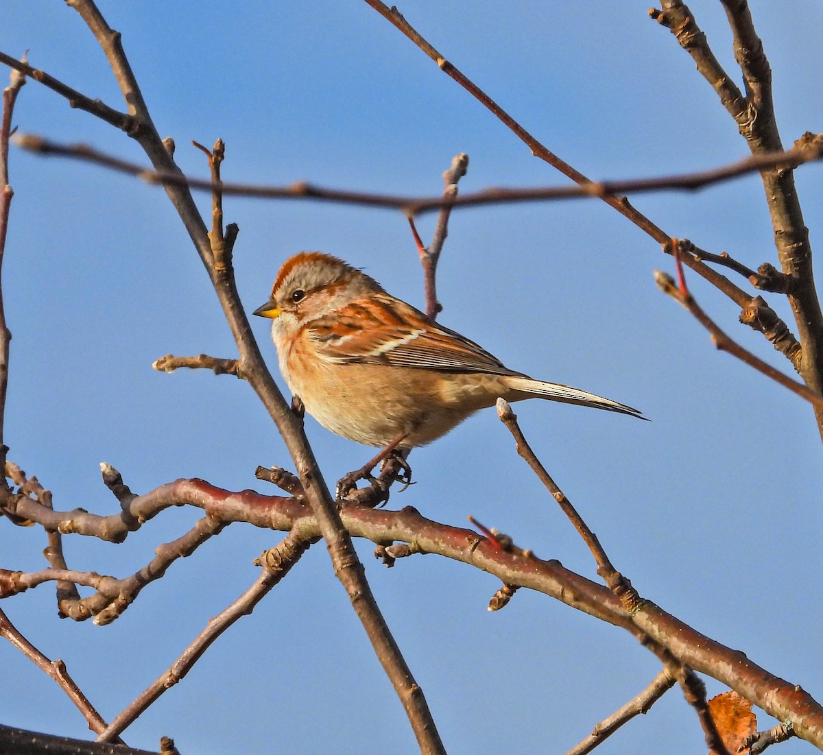 American Tree Sparrow - ML645334483