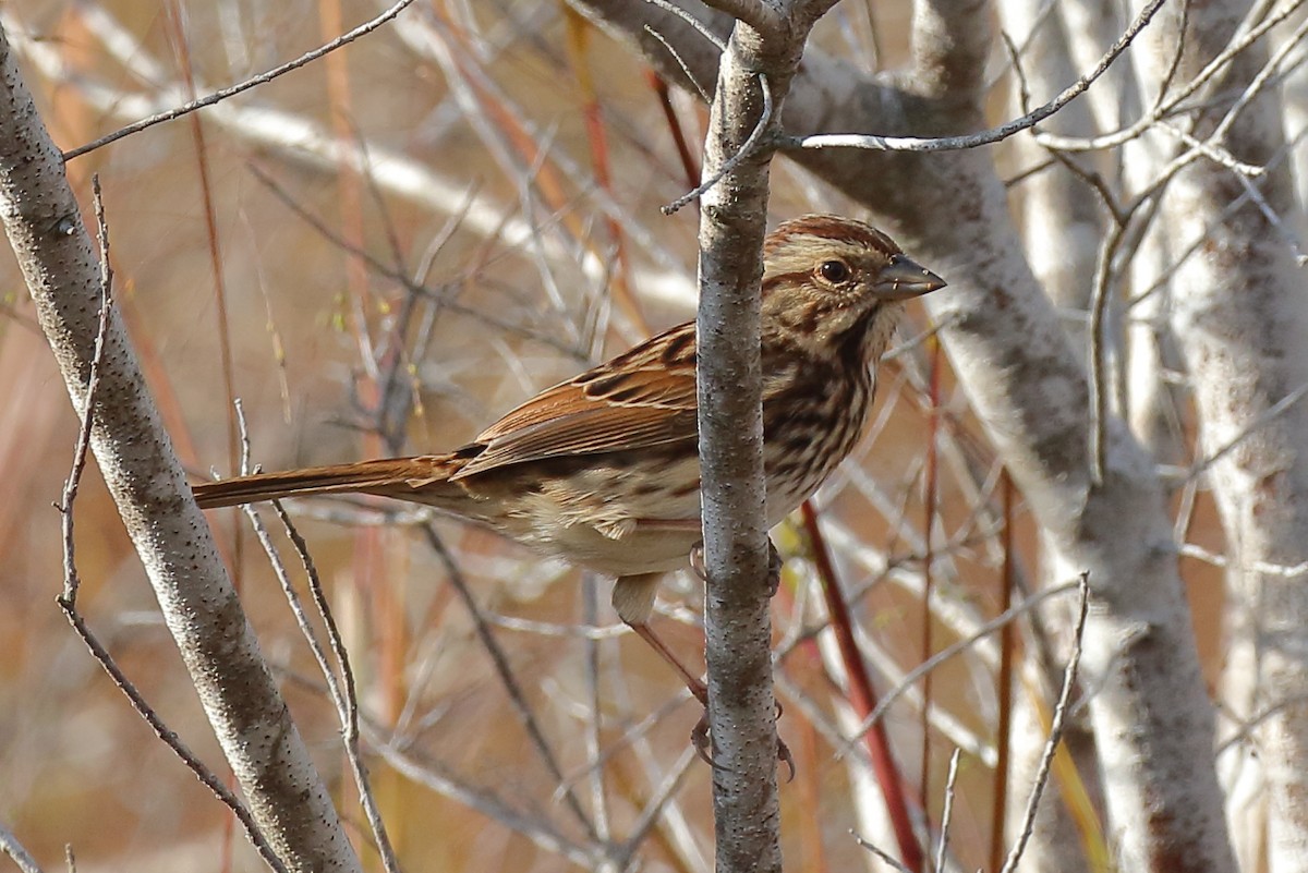Song Sparrow - ML645334494