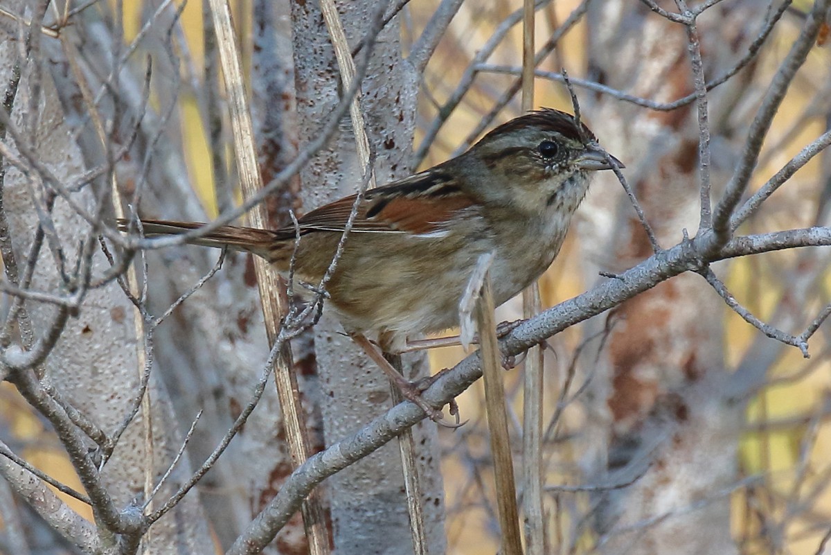 Swamp Sparrow - ML645334516
