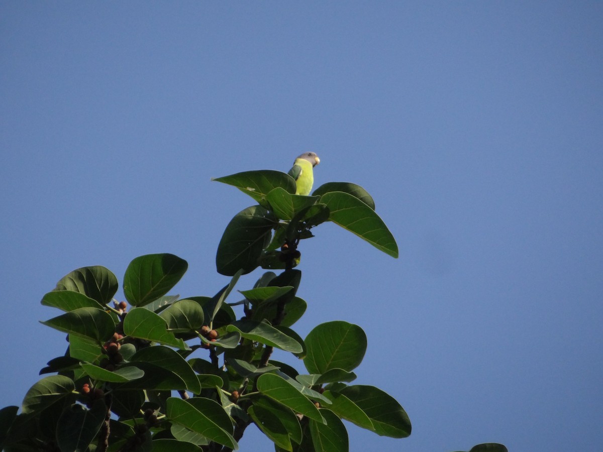 Perruche à tête prune - ML645334526