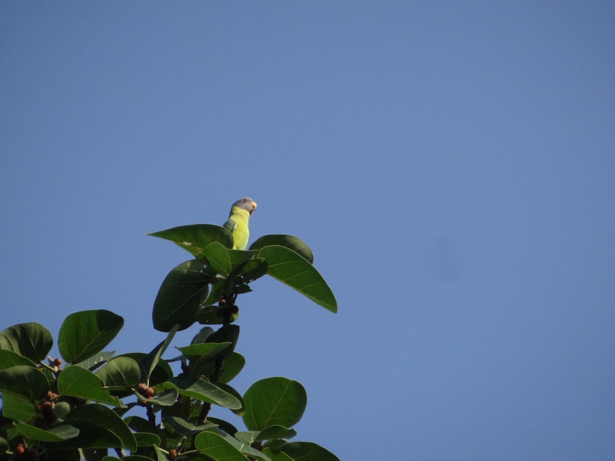 Perruche à tête prune - ML645334527