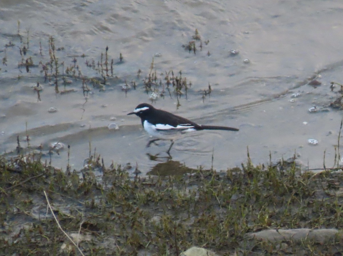 Bergeronnette indienne - ML645334535