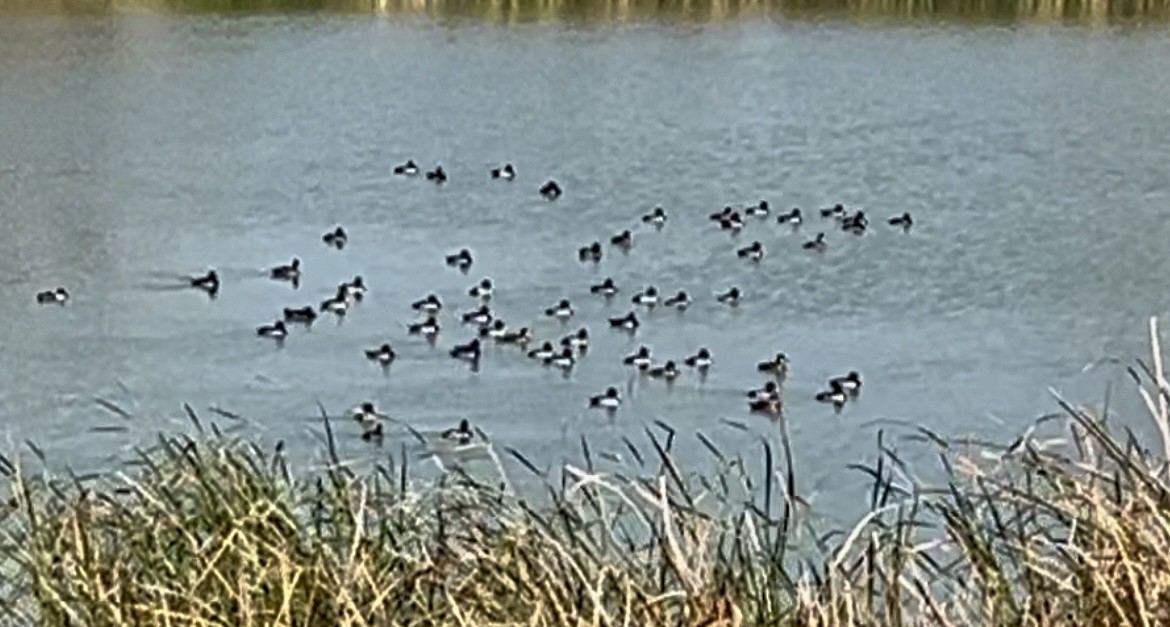 Ring-necked Duck - ML645334544