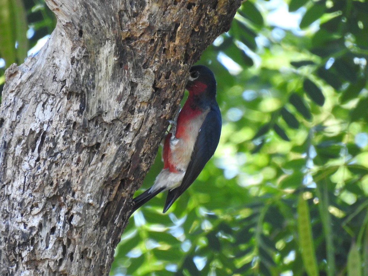 Puerto Rican Woodpecker - ML645334549