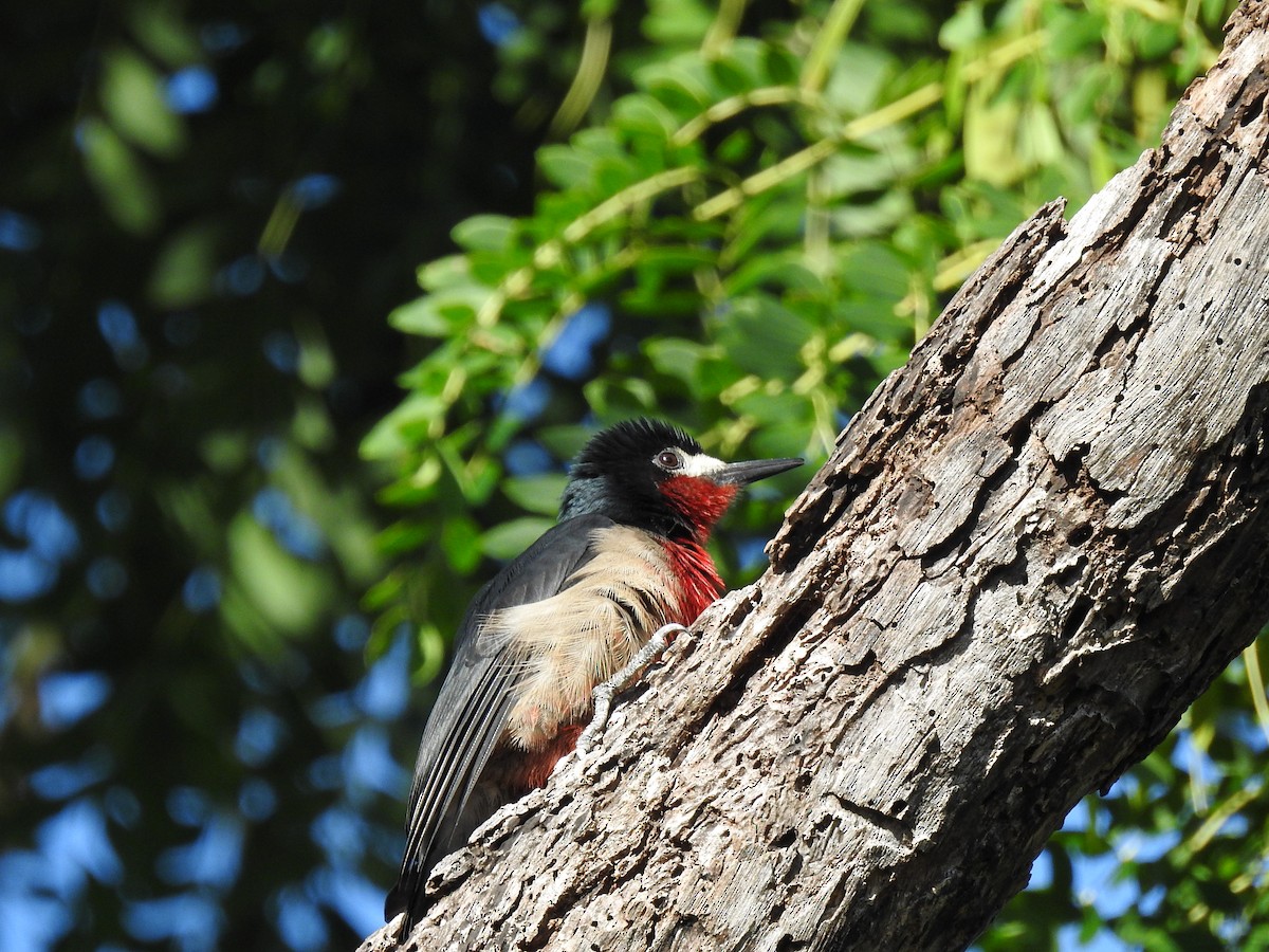 Puerto Rican Woodpecker - ML645334557