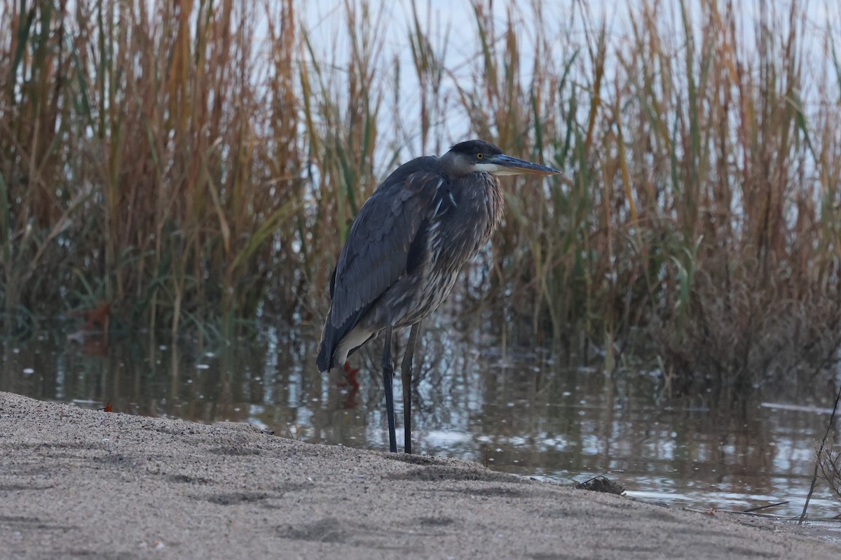 Great Blue Heron - ML645334559