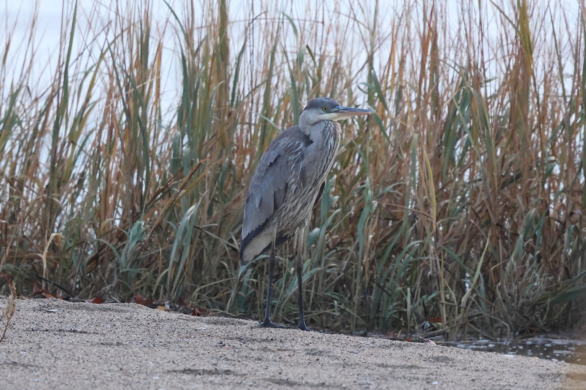 Great Blue Heron - ML645334563