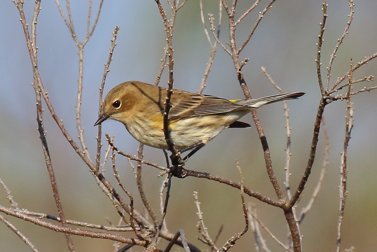 Yellow-rumped Warbler - ML645334570