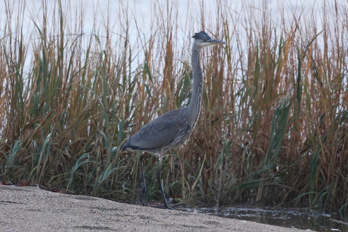 Great Blue Heron - ML645334573