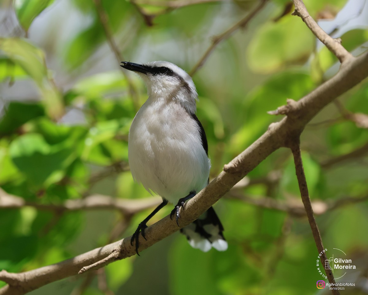 Masked Water-Tyrant - ML645334576