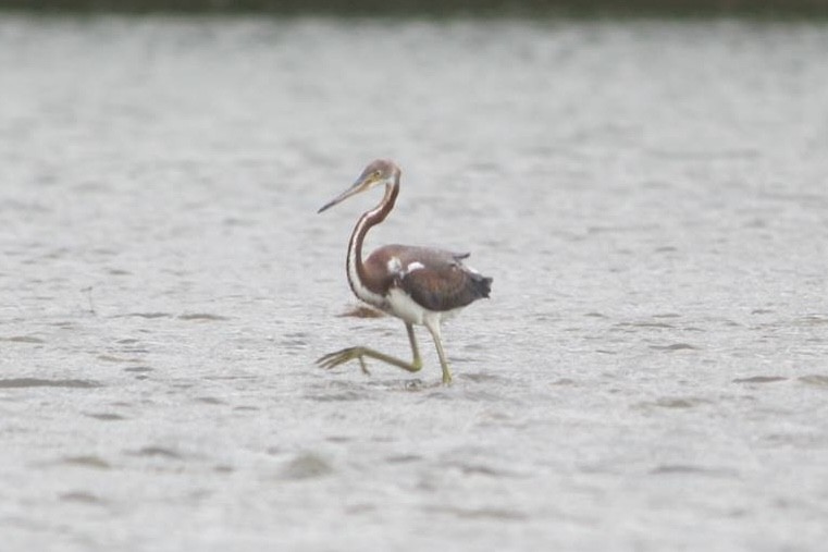 Tricolored Heron - ML645334578