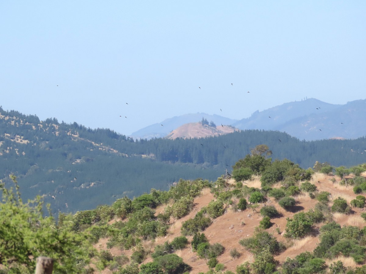 Vencejo Acollarado - ML645334584