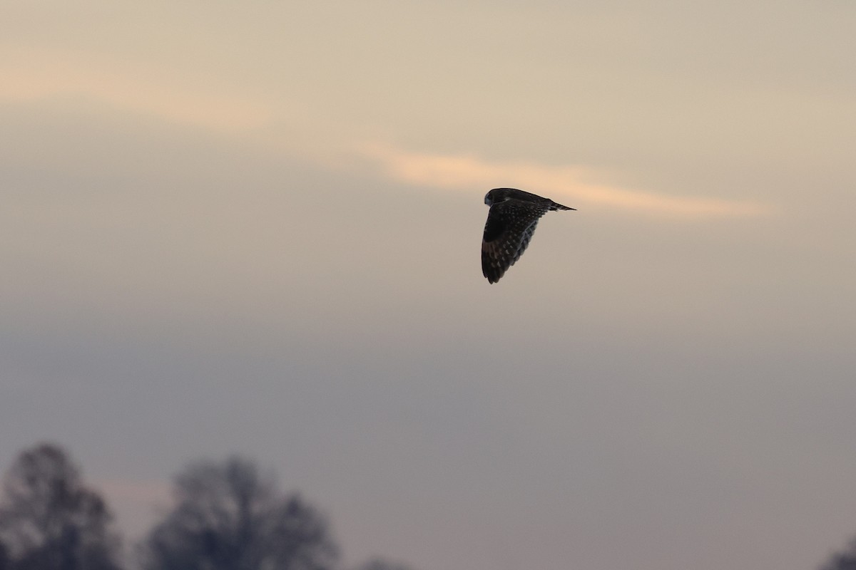 コミミズク - ML645334588