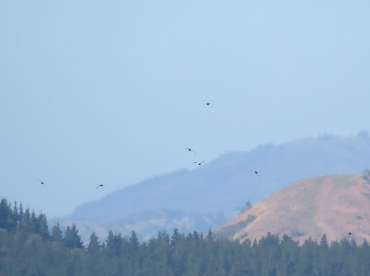 Vencejo Acollarado - ML645334592