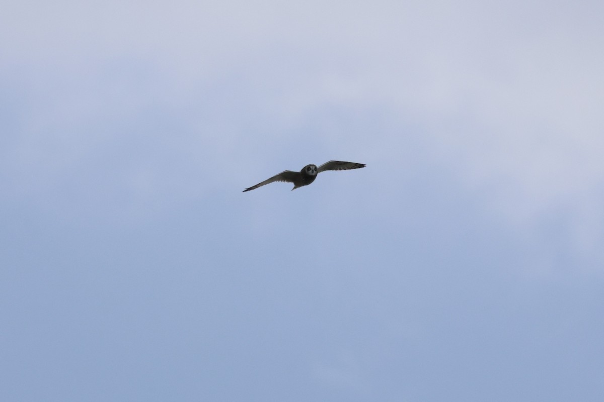 コミミズク - ML645334597