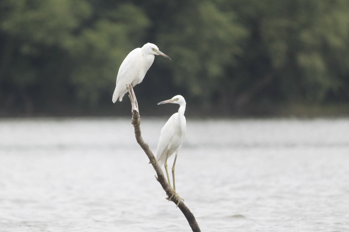 Little Blue Heron - ML645334607