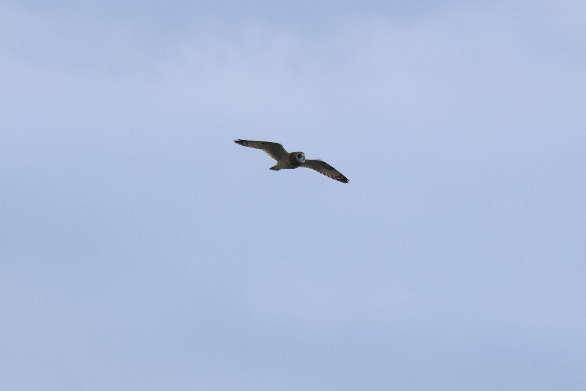 コミミズク - ML645334613