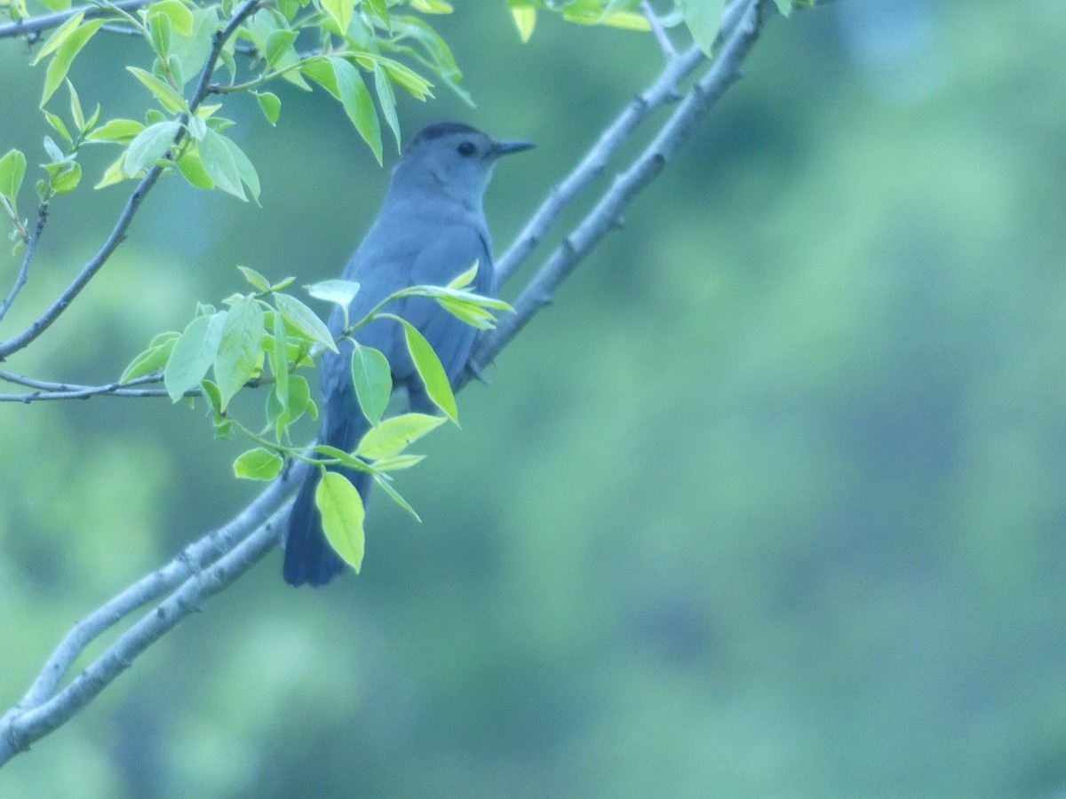 Gray Catbird - ML645334617