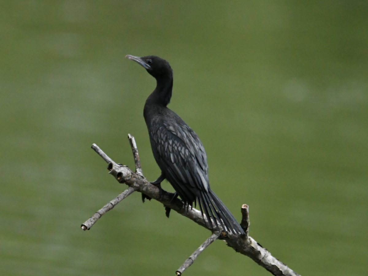 Little Cormorant - ML645334619