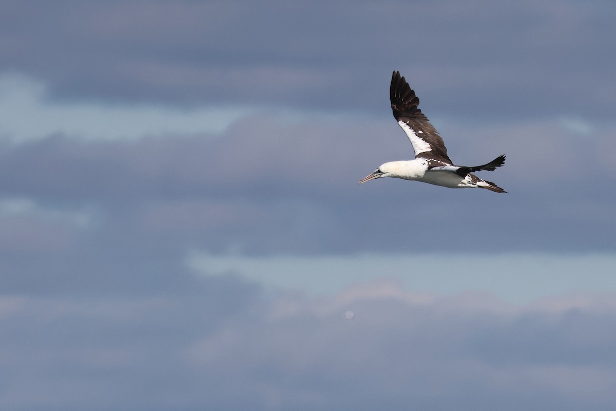 terej bílý - ML645334620