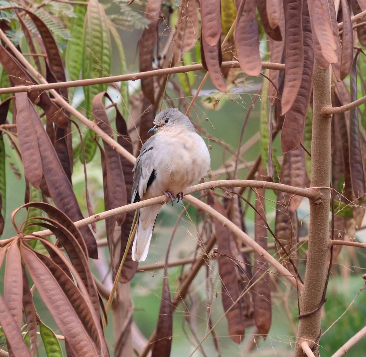 Picui Ground Dove - ML645334624