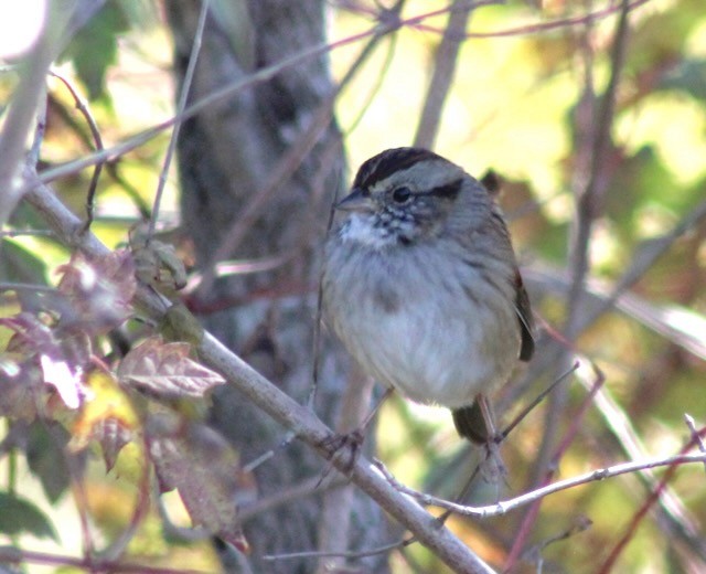 Swamp Sparrow - ML645334657