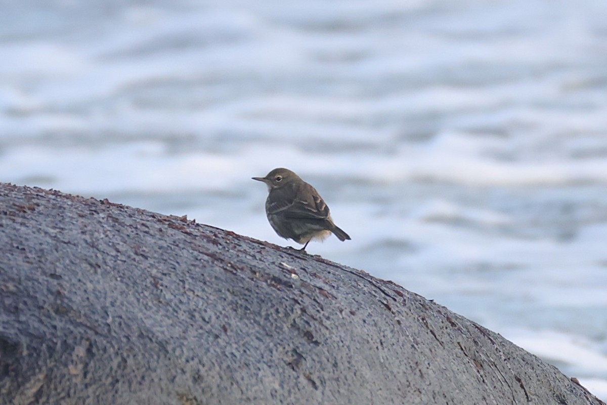 Rock Pipit - ML645334658