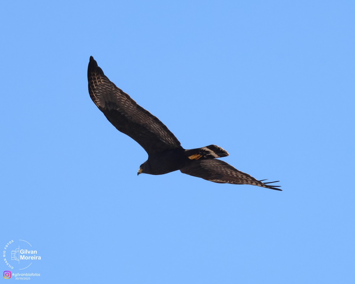 Zone-tailed Hawk - ML645334665