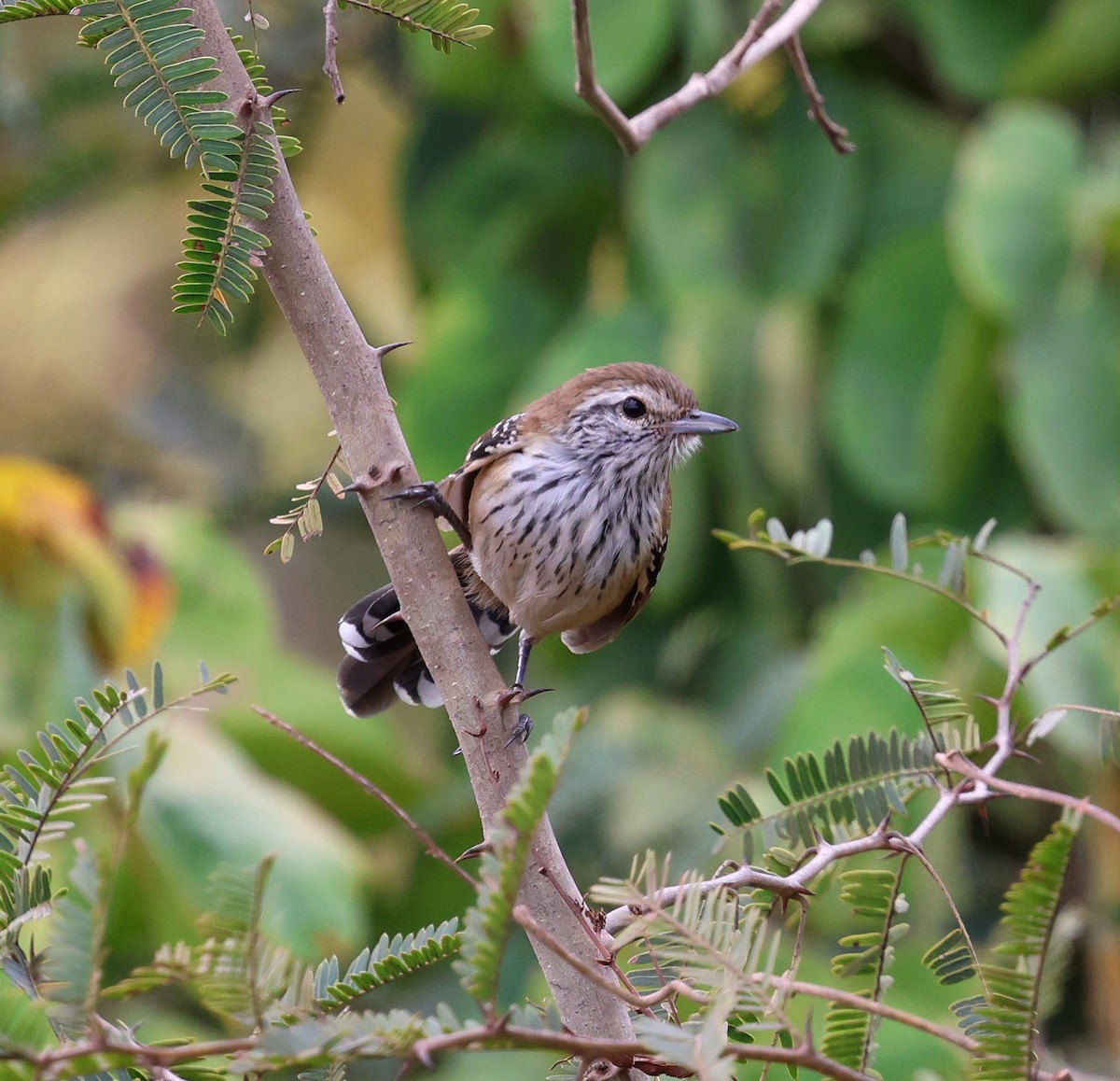 Ржавчатый муравьелов - ML645334671