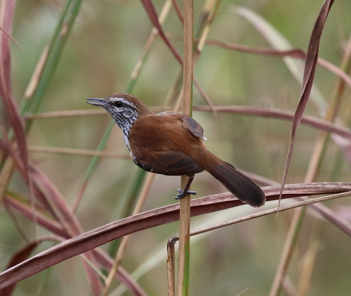 Ржавчатый муравьелов - ML645334672