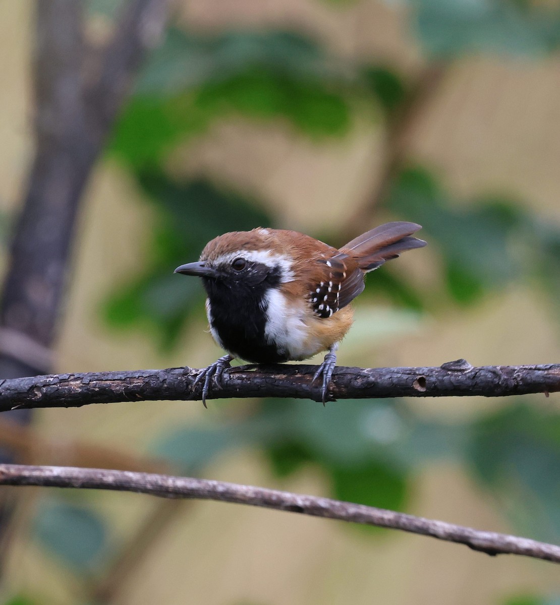 Ржавчатый муравьелов - ML645334673