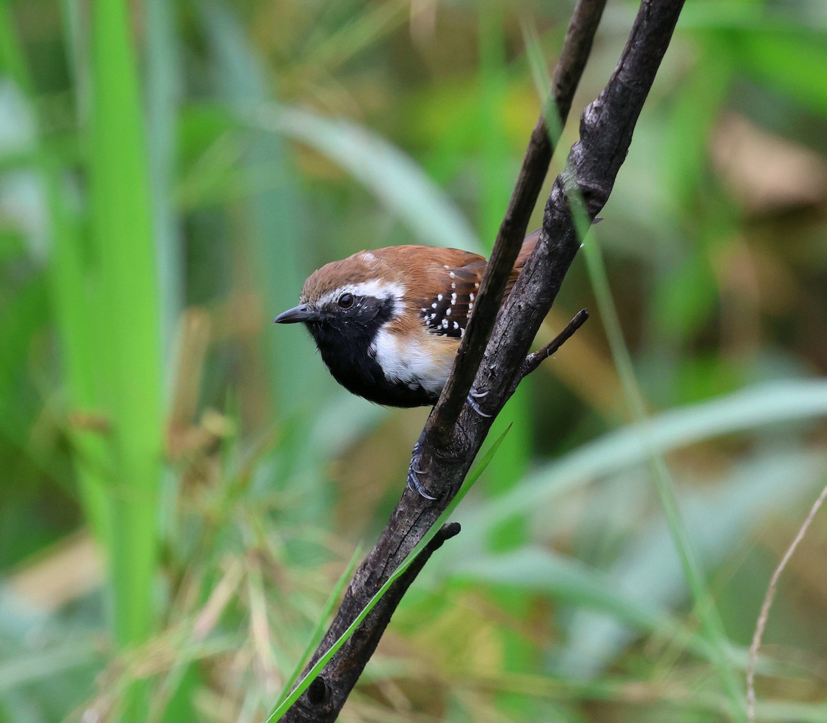 Ржавчатый муравьелов - ML645334674