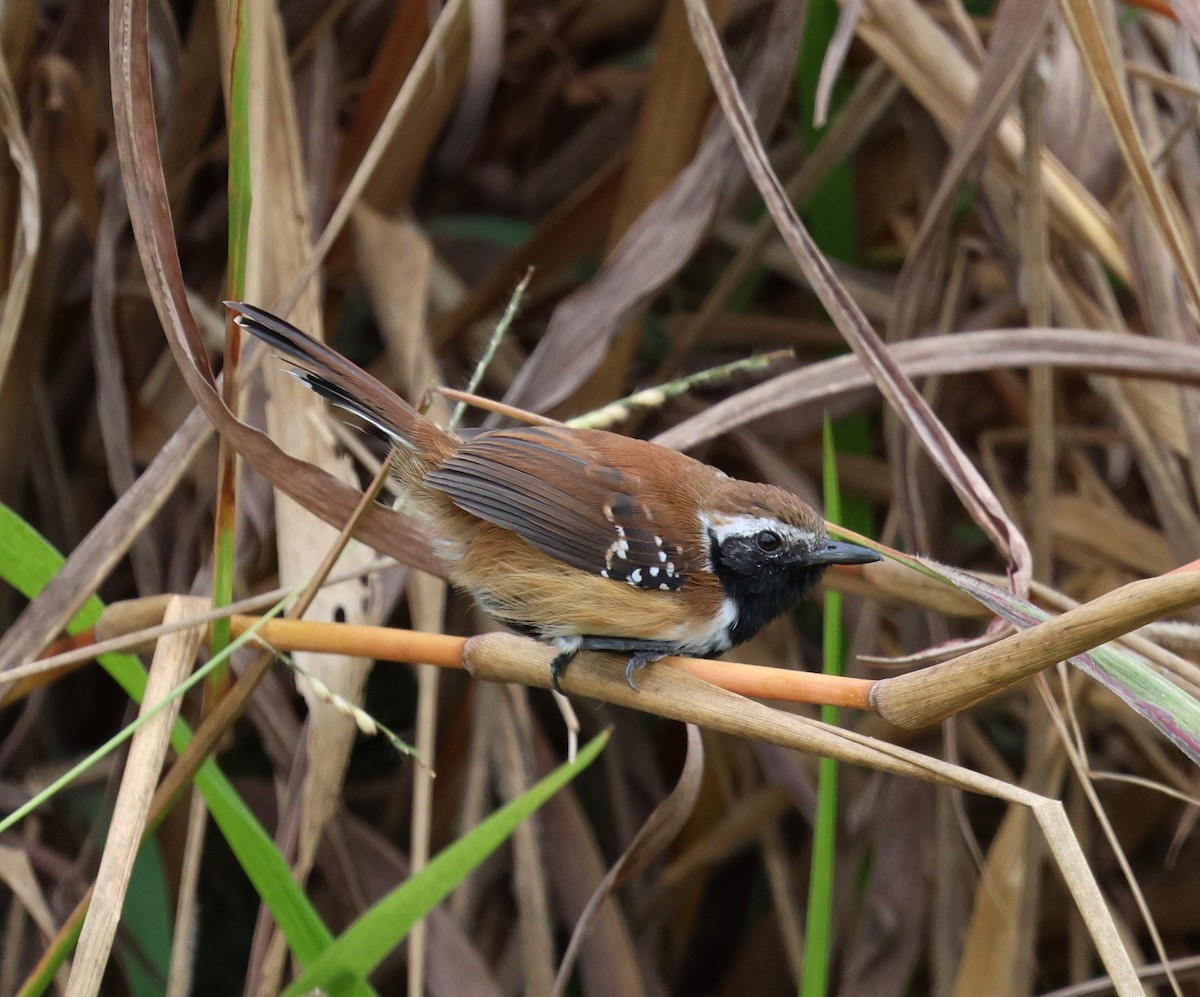 Ржавчатый муравьелов - ML645334675